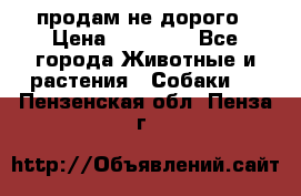 продам не дорого › Цена ­ 10 000 - Все города Животные и растения » Собаки   . Пензенская обл.,Пенза г.